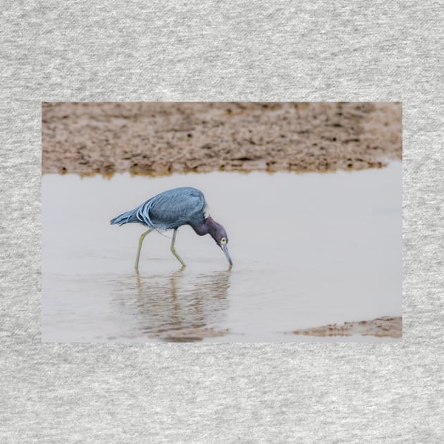 Little Blue Heron Foraging by Debra Martz